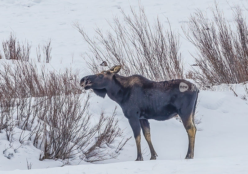 在怀俄明州黄石国家公园的冬雪中，驼鹿，Alces Alces。在深雪中行走。